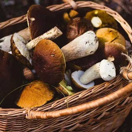 Forest Garden Family, Forest Garden Romance Ledec nad Sazavou